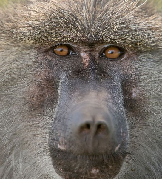 Sederquist, Betty 아티스트의 Africa-Tanzania Closeup of male baboon작품입니다.